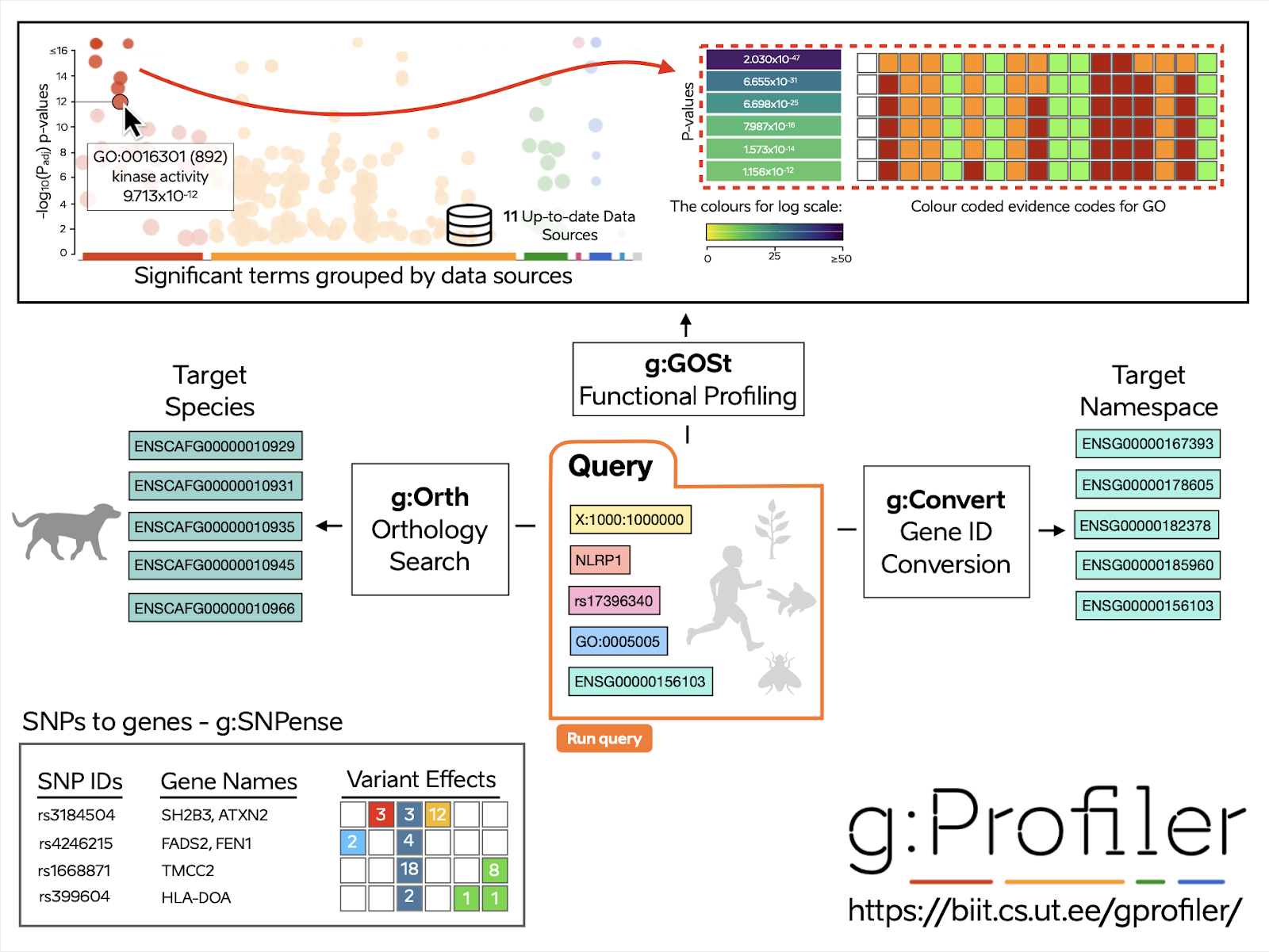 g:Profiler graphical abstract